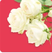 Flowers delivery in Sialkot